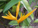 Hliconia acuminata jaune_1.jpg (115788 octets)