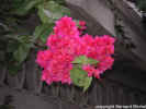 bougainville fleurs doubles_1.jpg (232193 octets)