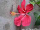 hibiscus rosa-sinensis0_1.jpg (215458 octets)