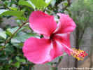 hibiscus rosa-sinensis2_1.JPG (239444 octets)