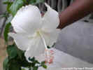hibiscus rosa-sinensis3_1.JPG (177035 octets)